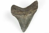 Serrated, Juvenile Megalodon Tooth - Beautiful Tooth #202567-1